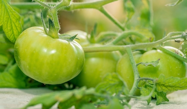 Tomates verdes, greenpacho