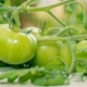 Tomates verdes, greenpacho